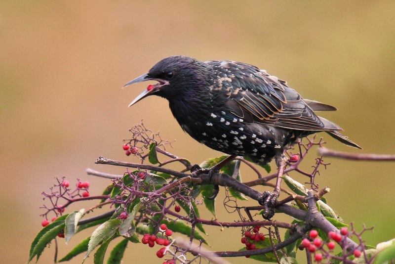 Скворец обыкновенный ‒ Sturnus vulgaris (l., 1758)