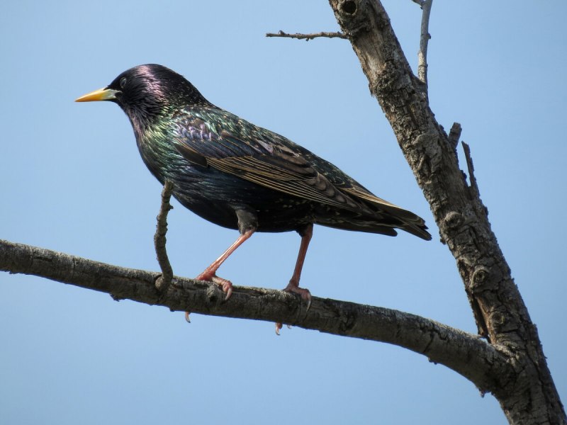 Sturnus vulgaris