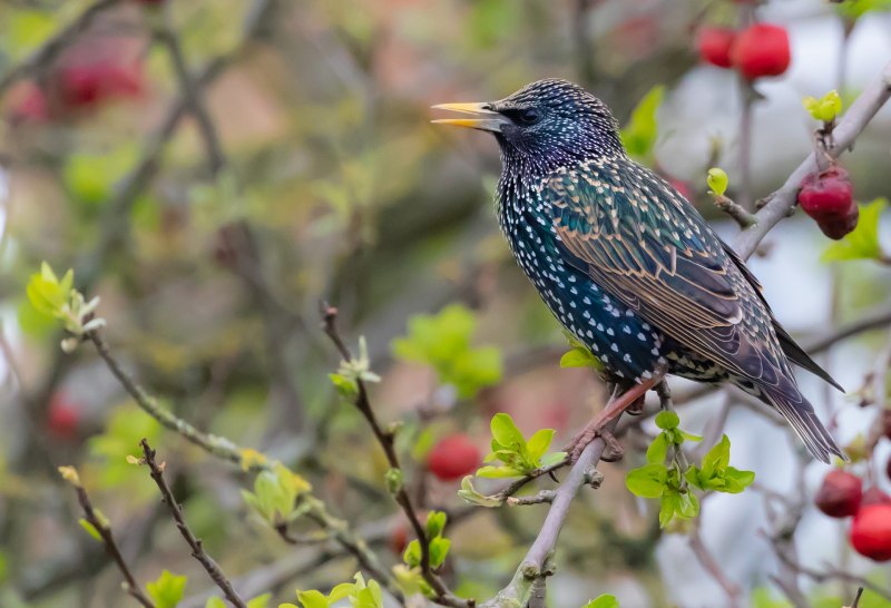 Камбоджийский скворец (Sturnus burmannicus)