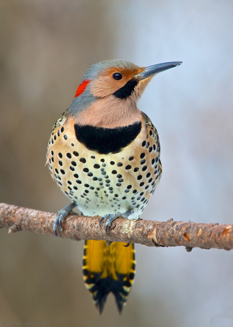 Птица spotted Pardalote