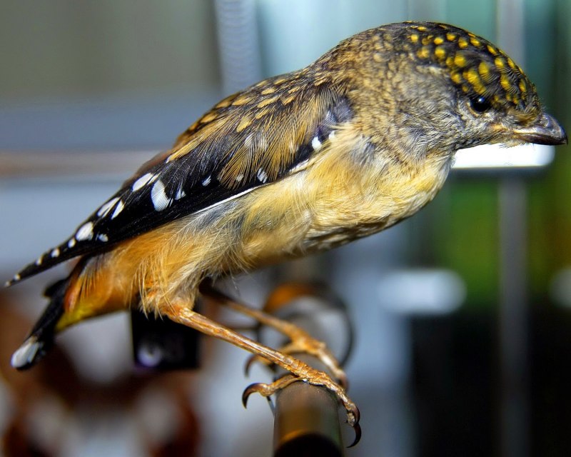 Colaptes auratus