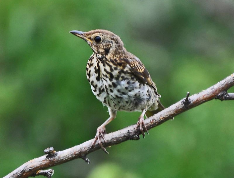 Pardalotus punctatus