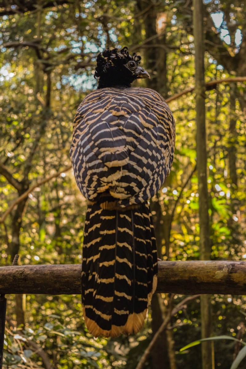 Striated Pardalote