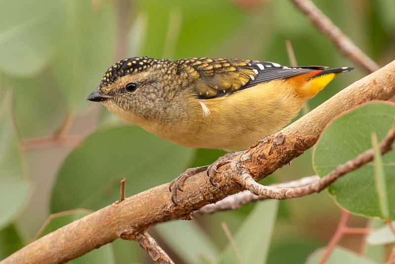 Pardalotus punctatus