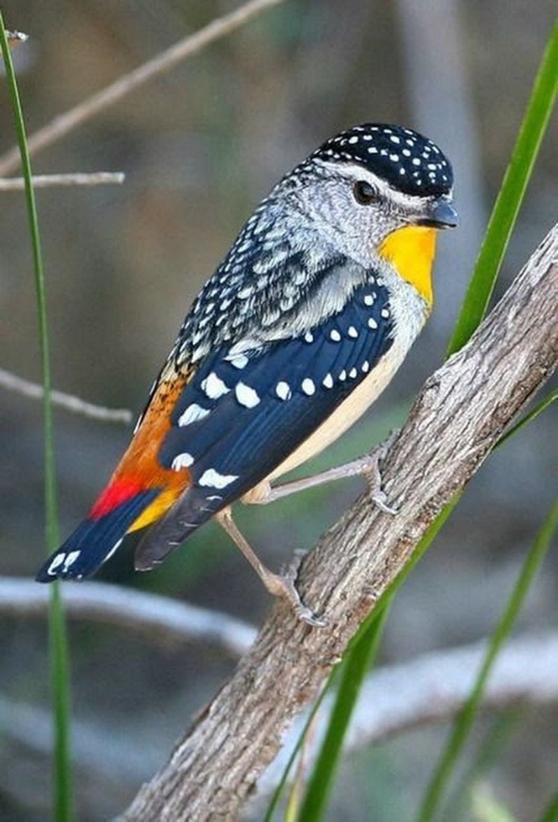 Spotted Pardalote