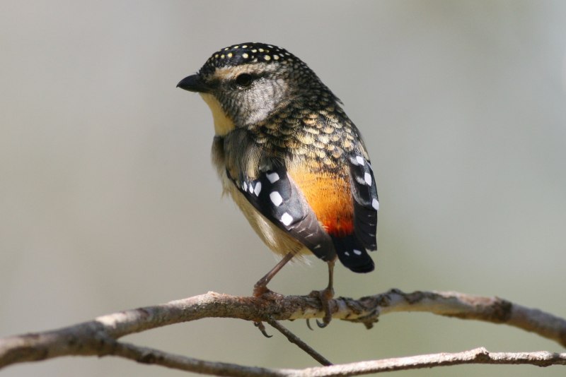 Pardalotus punctatus