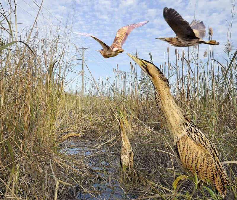 Китайский волчок (Yellow Bittern, Ixobrychus sinensis)