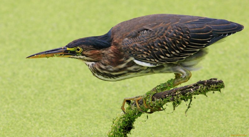 Ixobrychus minutus