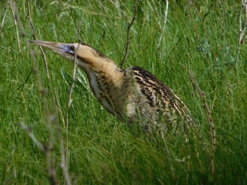 Большая выпь (Botaurus Stellaris (l.)