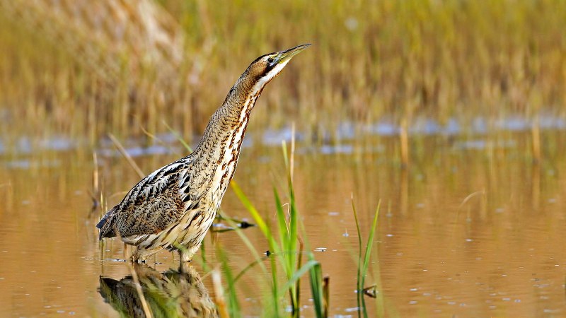 Амурская выпь