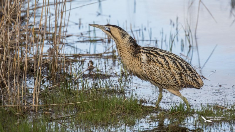 Выпь малая (Ixobrychus minutus)