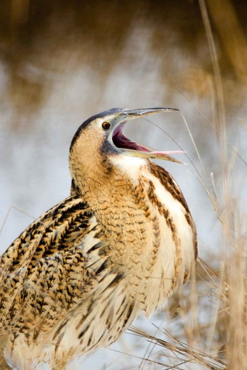 Выпь малая (Ixobrychus minutus)