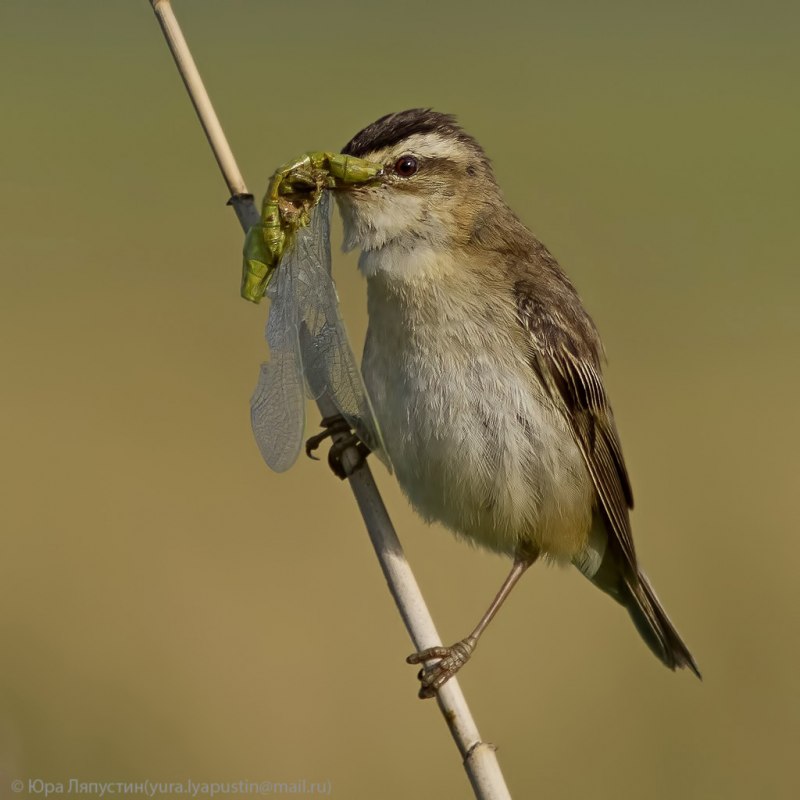 Камышевка-барсучок - Acrocephalus schoenobaenus