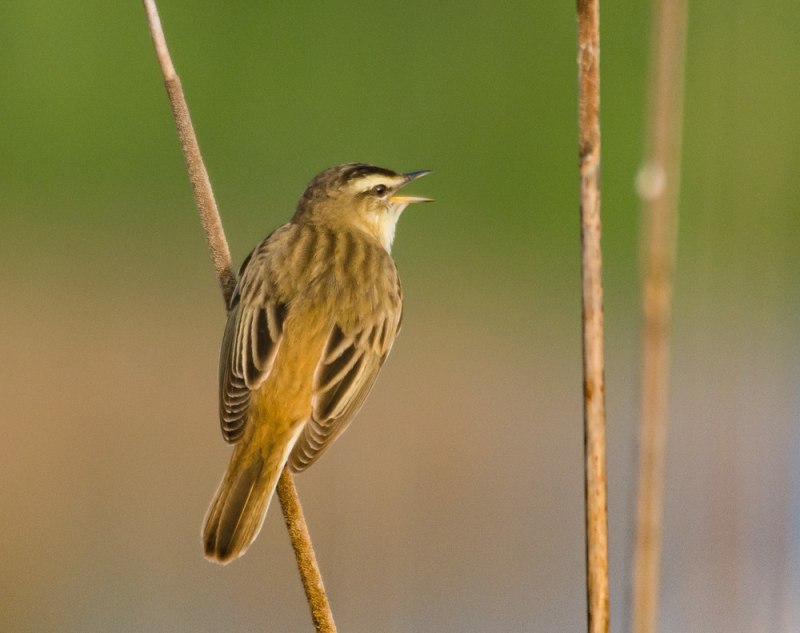 Камышевка-барсучок - Acrocephalus schoenobaenus