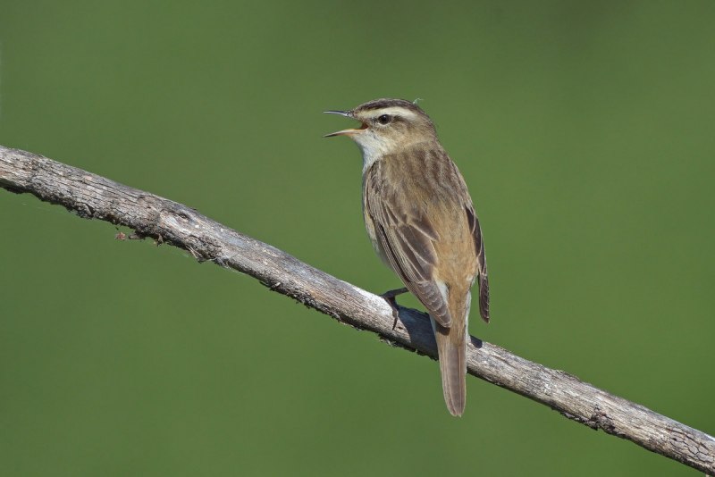 Камышёвка-барсучок – Acrocephalus schoenobaenus (l., 1758)