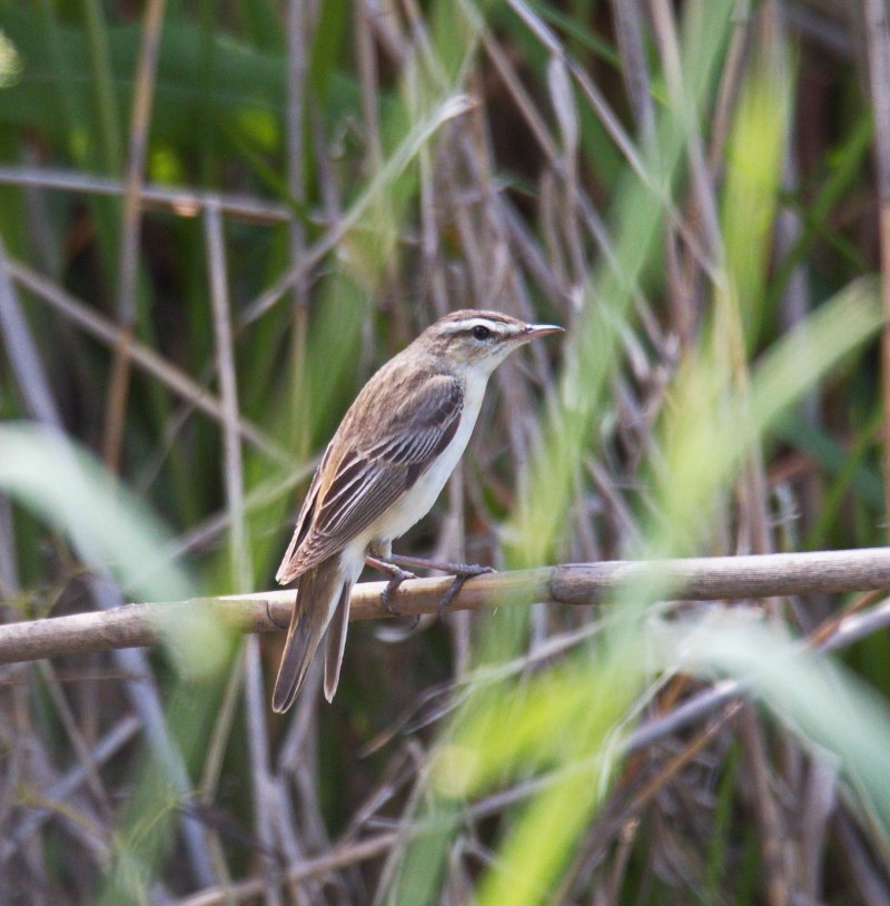 Камышевка-барсучок - Acrocephalus schoenobaenus