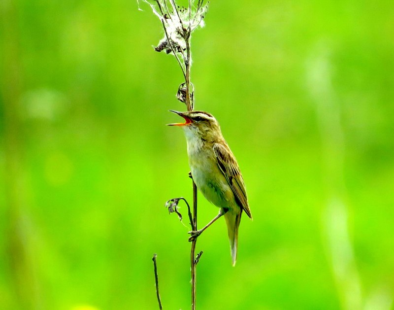 Вид камышевка-барсучок – Acrocephalus schoenobaenus