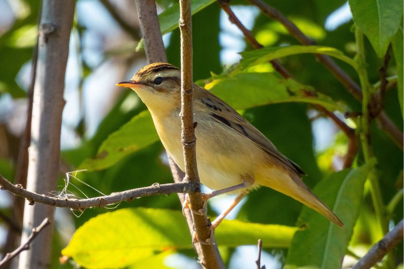 Барсучок Acrocephalus schoenobaenus фото