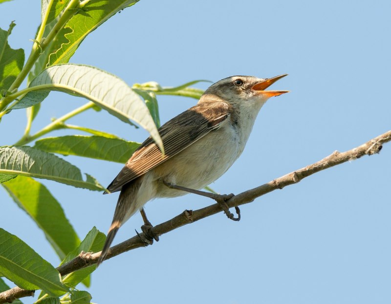 Вид камышевка-барсучок – Acrocephalus schoenobaenus