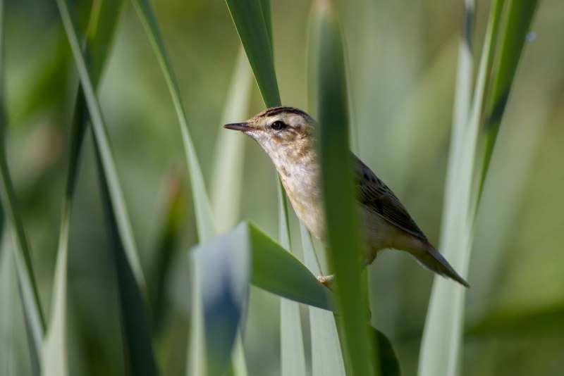 Sedge Warbler