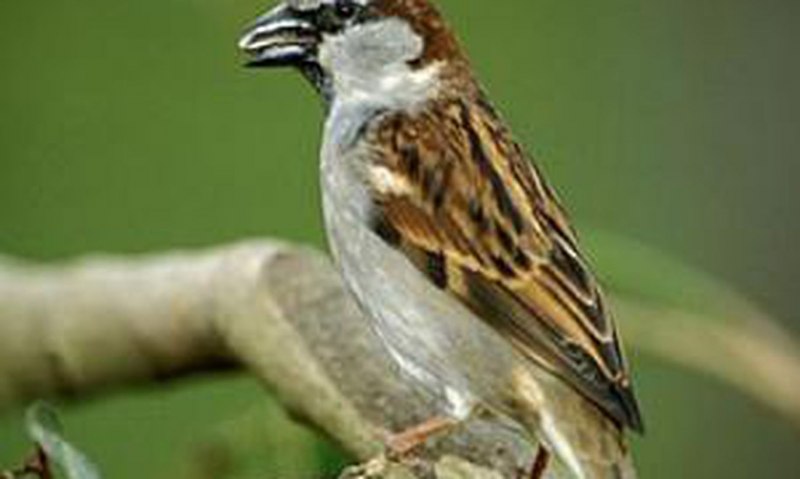 Passer moabiticus
