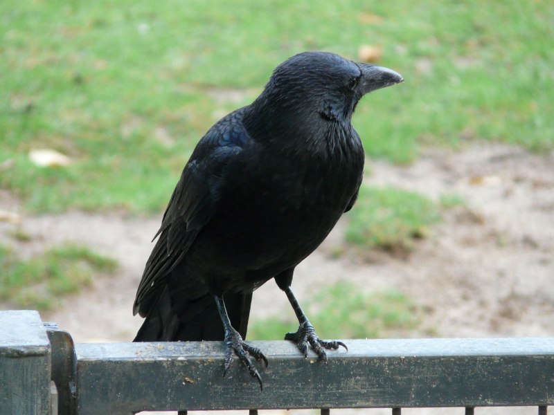 Корвус карга