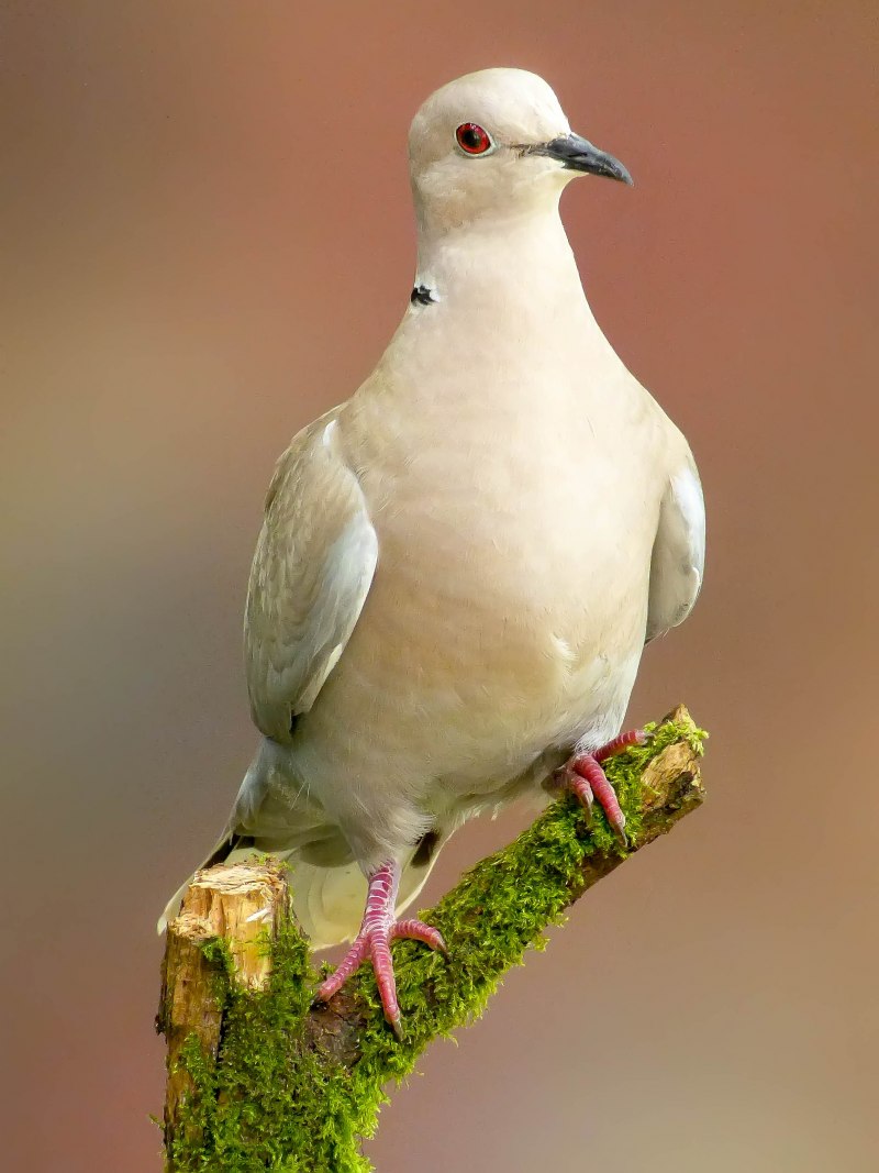 Black dove