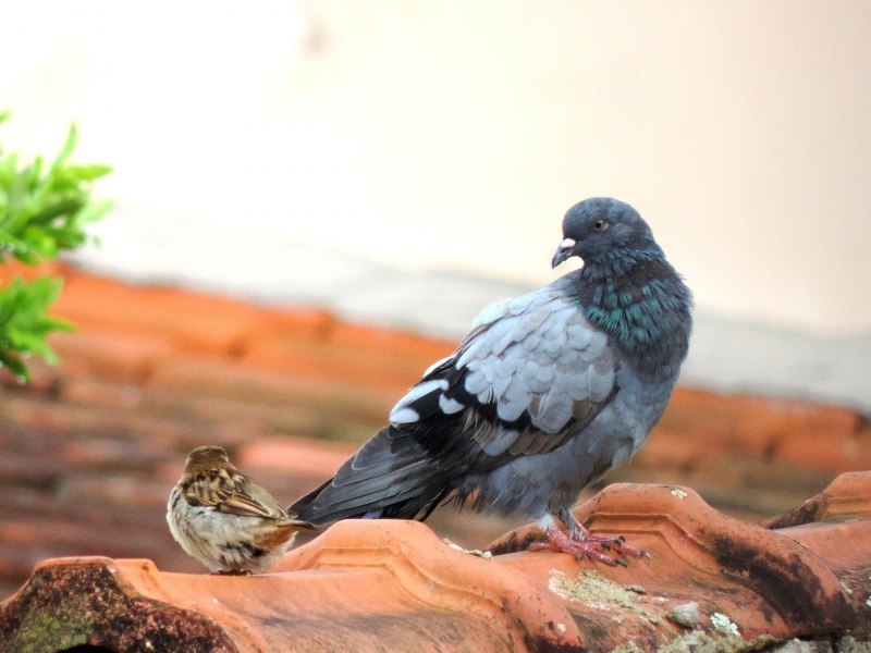Обыкновенная Горлица (Streptopelia Turtur)