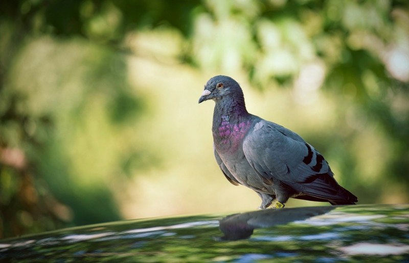 Columba Livia Palaestinae