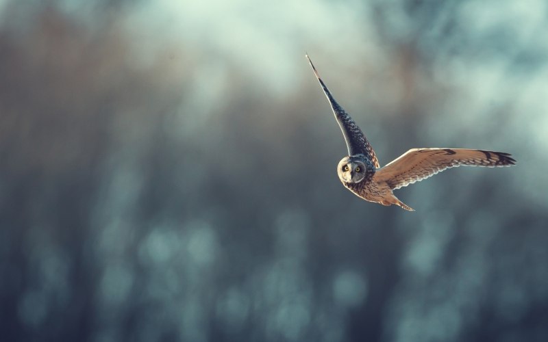 Flap Birds
