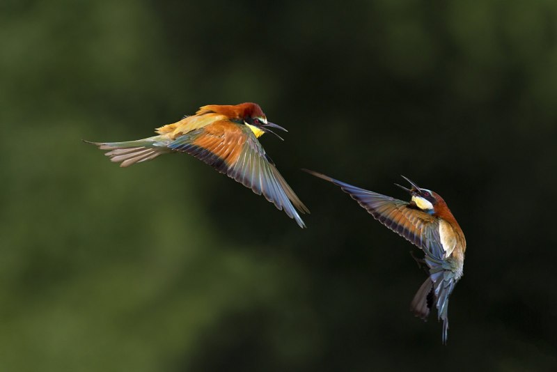 Bird Flap Wings