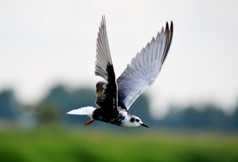 Seagull Fly Shutterstock