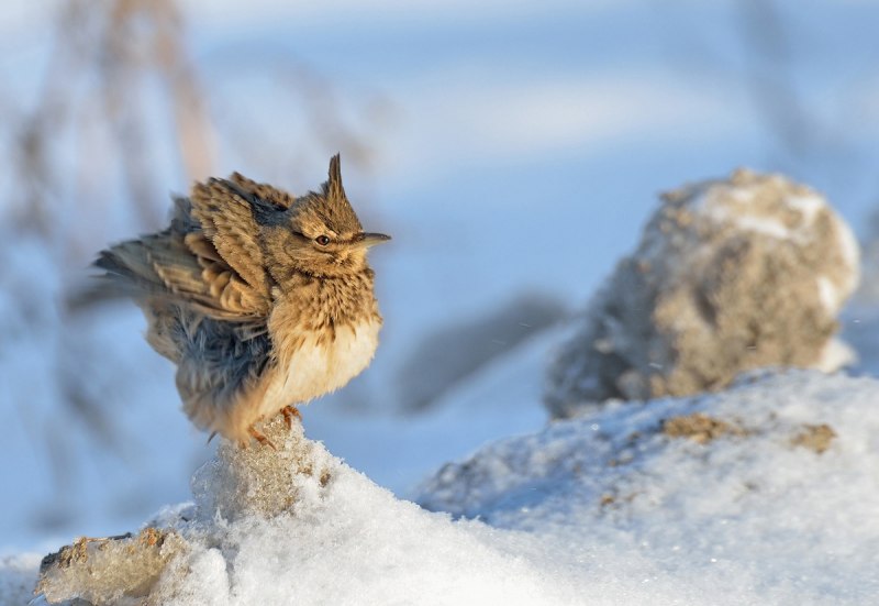 Зимний Жаворонок фото