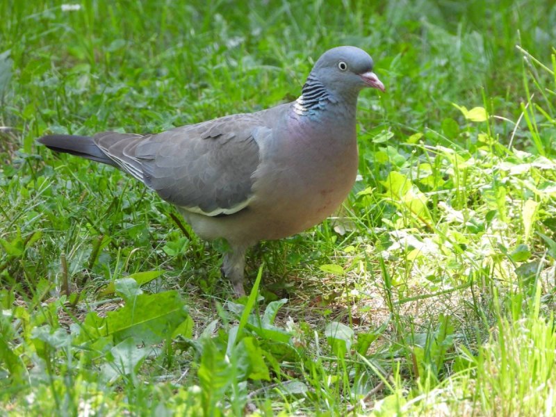 Columba palumbus (вяхирь или витютень)