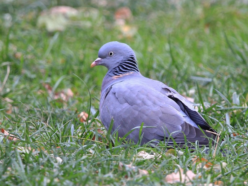 Вяхирь (Columba palumbus)