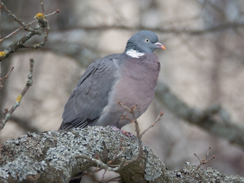 Вяхирь (Columba palumbus l.)