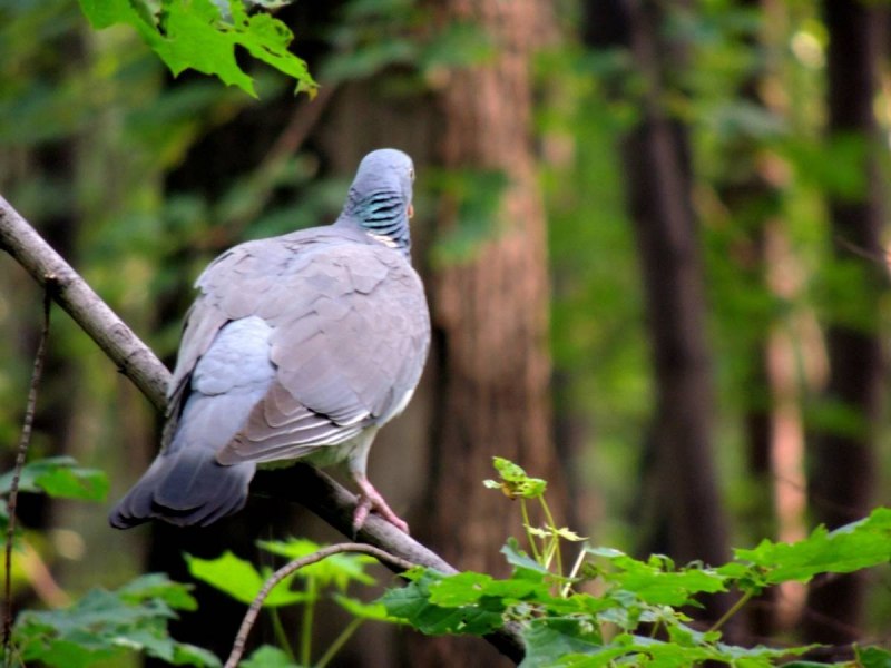 Columba palumbus (вяхирь или витютень)