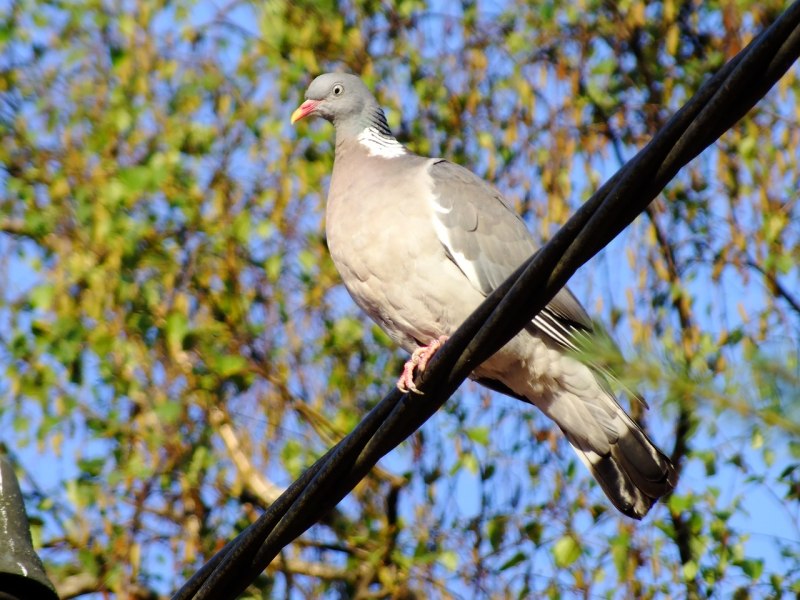 Вяхирь (Columba palumbus) №3