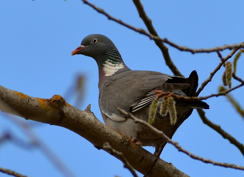 Азорский вяхирь