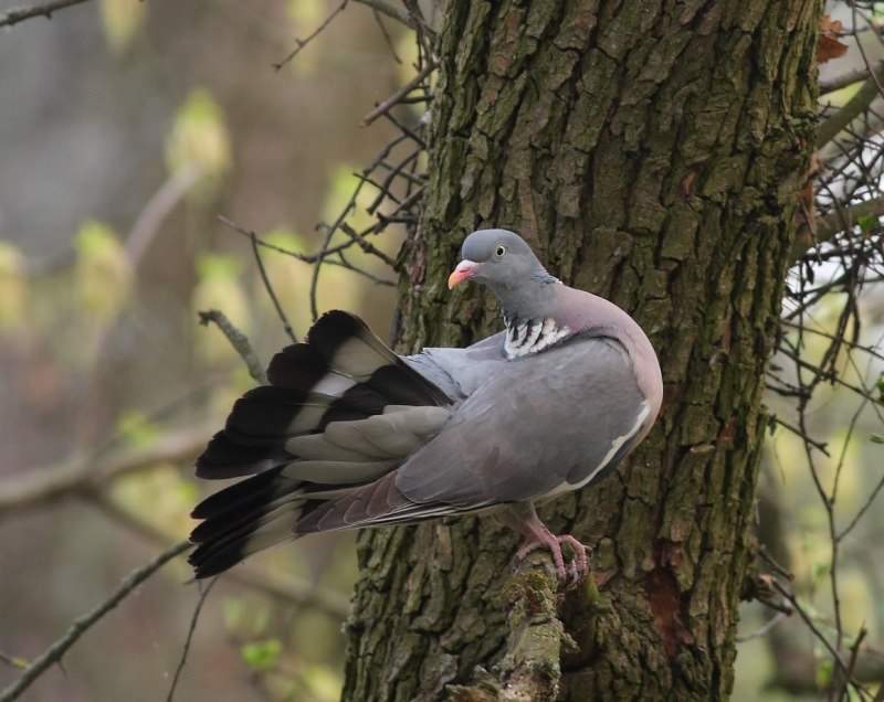 Ringdove