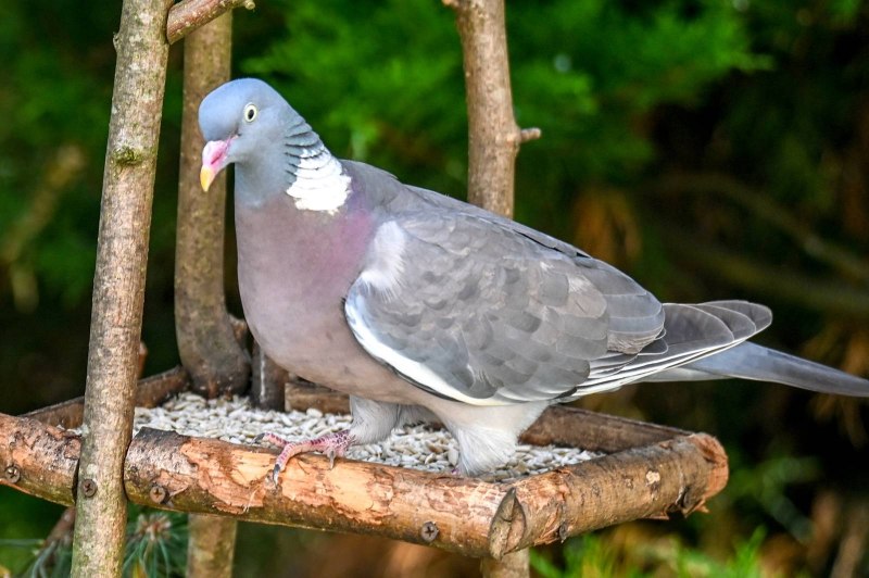 Вяхирь Columba palumbus ареал