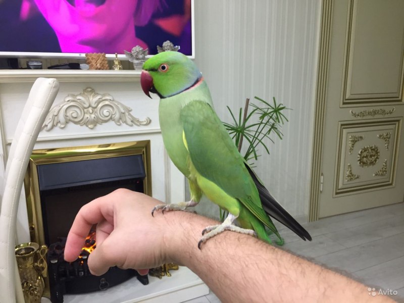 Большой Александрийский попугай