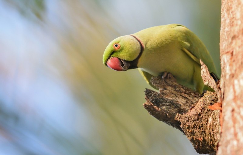 Indian ringneck попугай