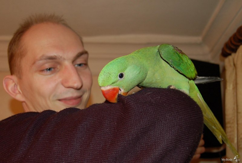 Александрийский попугай размер