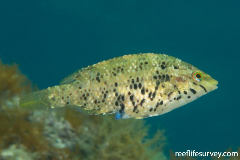 Рябчик (Symphodus cinereus)