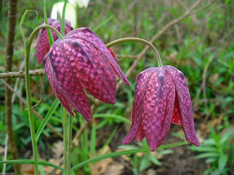 Рябчик Tetrastes bonasia