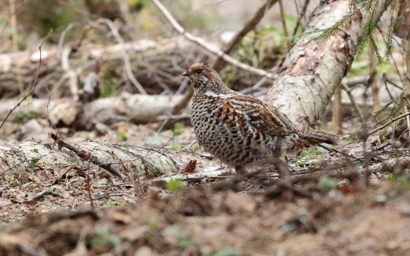 Рябчик Tetrastes bonasia