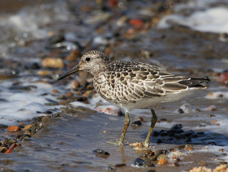 Calidris tenuirostris