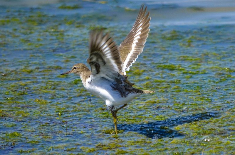 Кулик-Воробей Calidris minuta