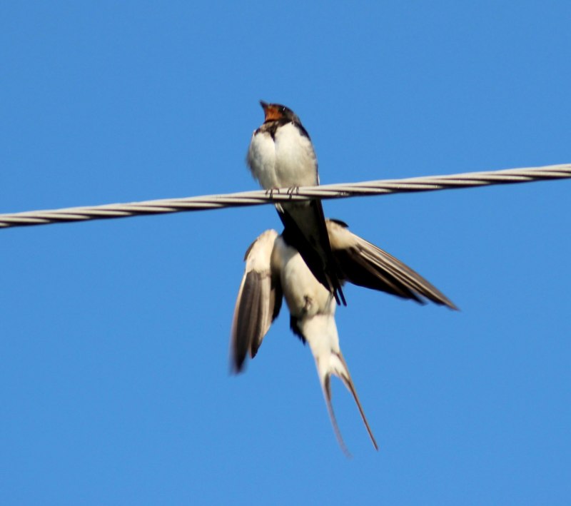 Деревенская Ласточка – Hirundo Rustica